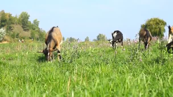 Кіз пасовища — стокове відео