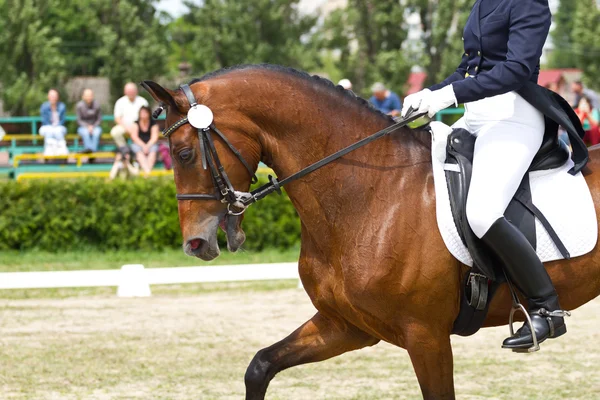 Cheval de dressage — Photo