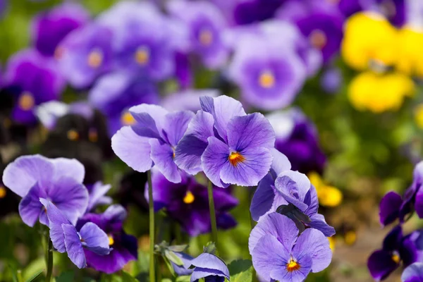 Viola flowers field — Stock Photo, Image