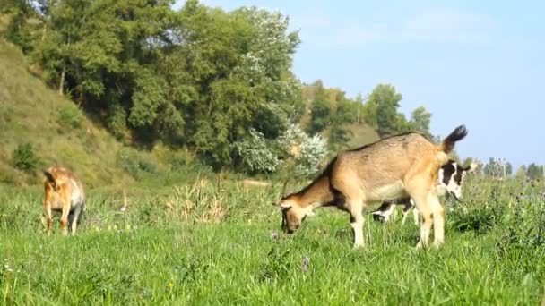 Baby geiten grazen — Stok video