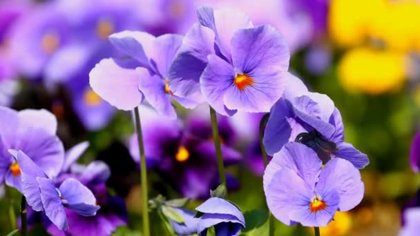 Fleurs d'alto 