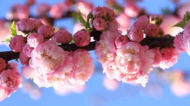 çiçeği pembe sakura ağacı