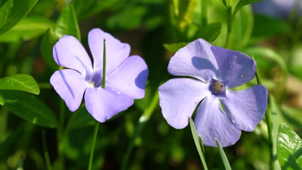 Periwinkle blommor — Stockvideo