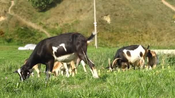 Goats pasture — Stock Video