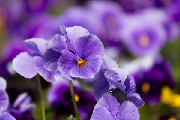 Viola virág — Stock Fotó