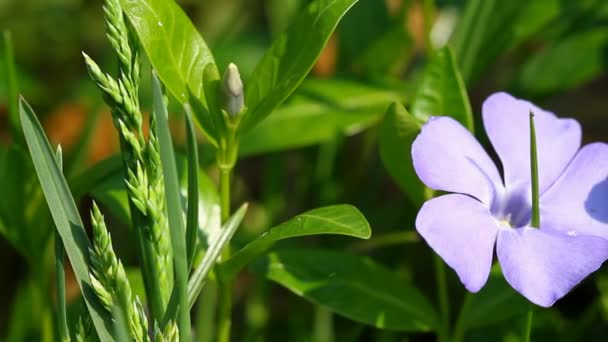 Periwinkle blommor — Stockvideo