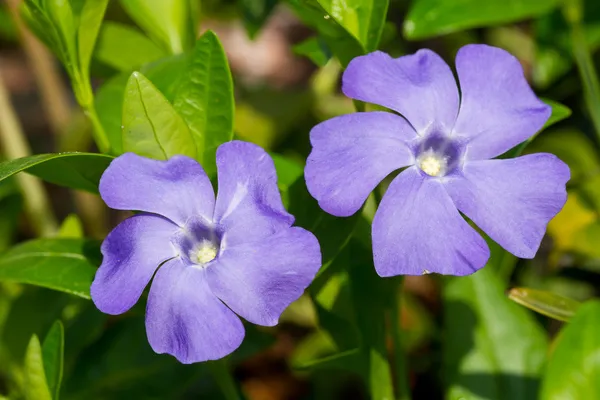 Periwinkle blommor — Stockfoto