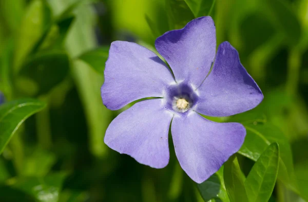 Цветок Перивинкла — стоковое фото