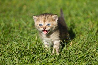 şeritli bebek kedi yavrusu
