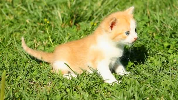 Gatito maullido — Vídeo de stock