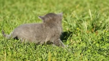 Lustige Katze Miauen Schnüffelt Stockvideo