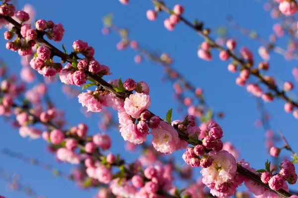 Цветущая розовая сакура — стоковое фото