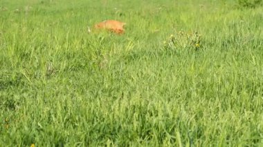 İngiliz cocker spaniel runing