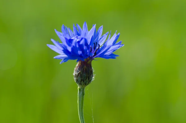 蓝色矢车菊 — 图库照片