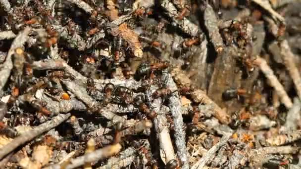 Fourmis colonie de travail 