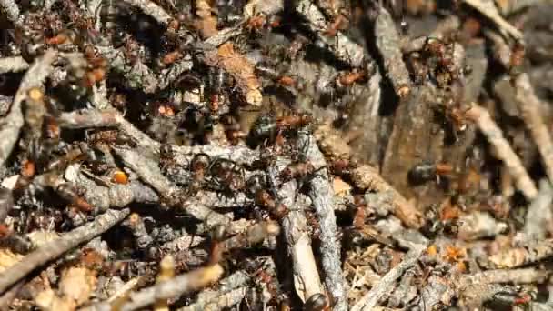 Colonia de hormigas trabajando — Vídeos de Stock