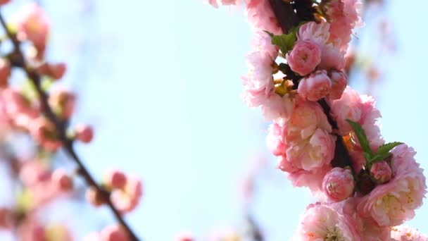 Blossom sakura en zingen nachtegaal — Stockvideo