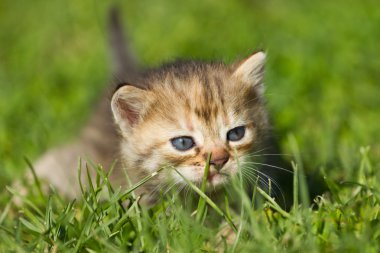 Bebek kedi yavrusu 