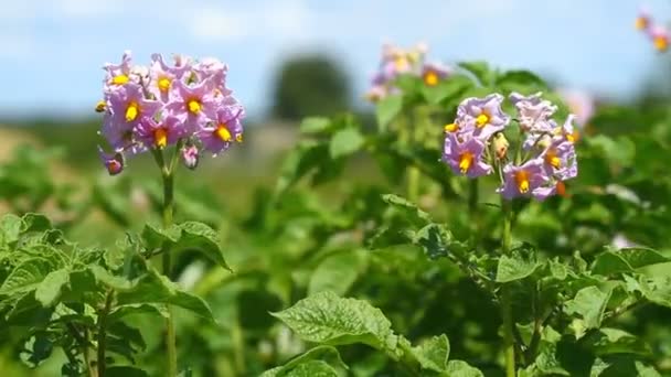 Fleurs de pomme de terre 
