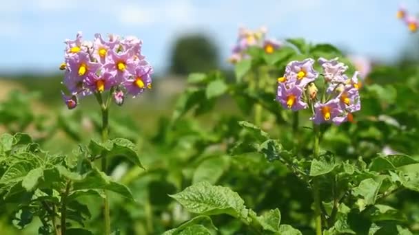 Bloesems van aardappel — Stockvideo