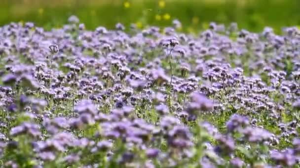 Flores de phacelia de flor — Vídeos de Stock