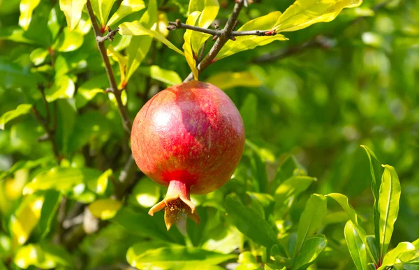 Red pomegranate on a tree — Stock Photo, Image