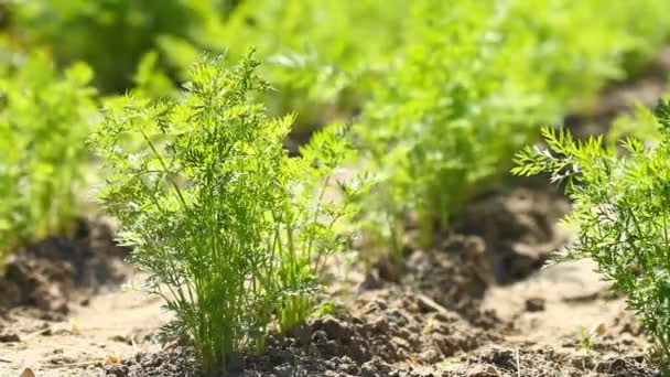 Carrot  in the garden — Stock Video