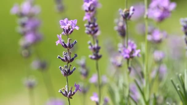 Lavendelsläktet blommor — Stockvideo