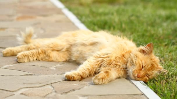 眠っている赤い猫 — ストック動画