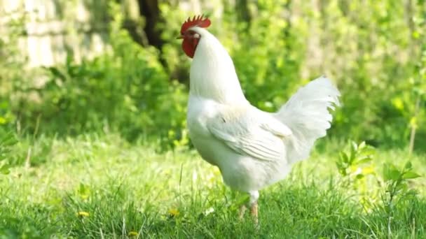 Beautiful white rooster — Stock Video