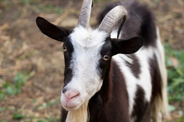 Beautiful portrait goat — Stock Photo, Image