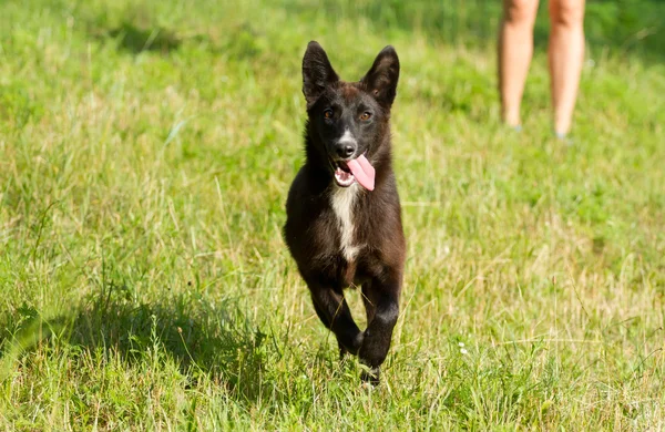 Feliz cão correndo — Fotografia de Stock