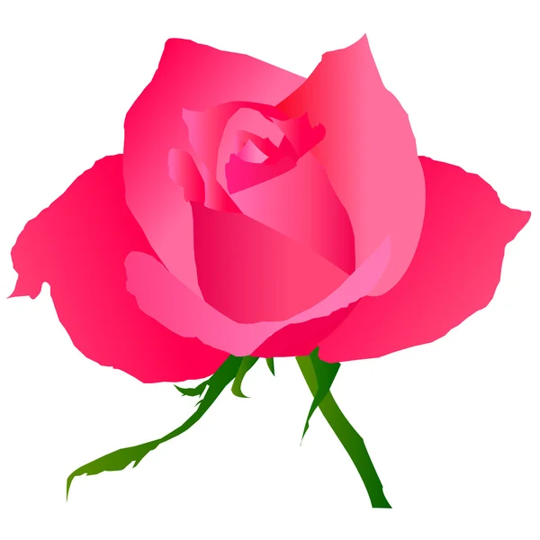 Rose rose — Image vectorielle