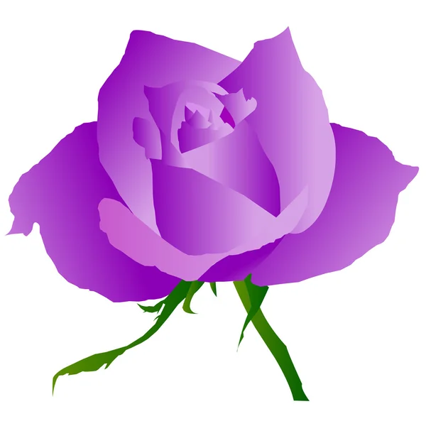 紫玫瑰 — 图库矢量图片