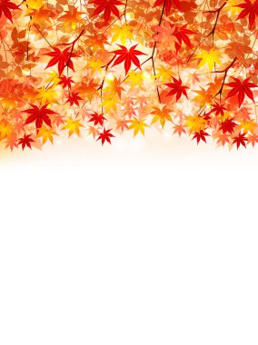 arka plan akçaağaç sonbahar yaprakları