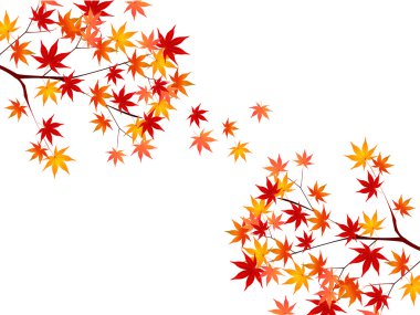 arka plan akçaağaç sonbahar yaprakları