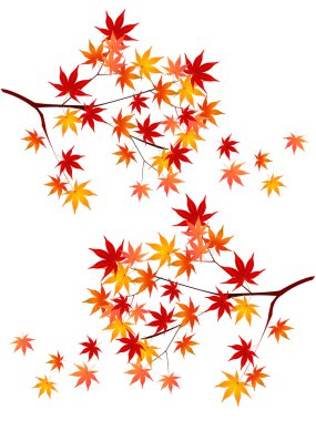 arka plan akçaağaç sonbahar yaprakları