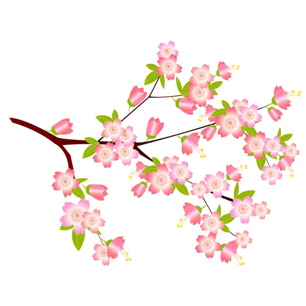 树春粉红樱桃 — 图库矢量图片