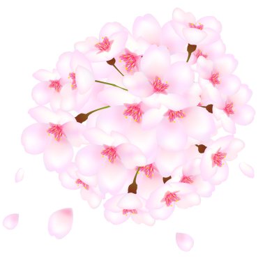 kiraz ağacı kiraz bahar