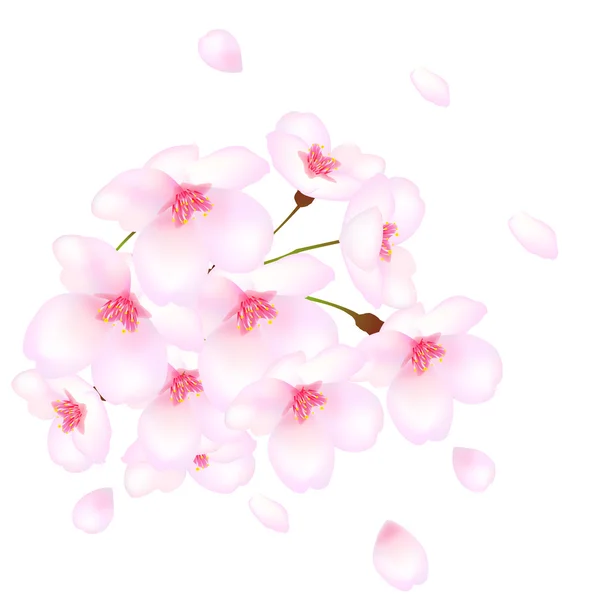 Cereja árvore cereja primavera — Vetor de Stock
