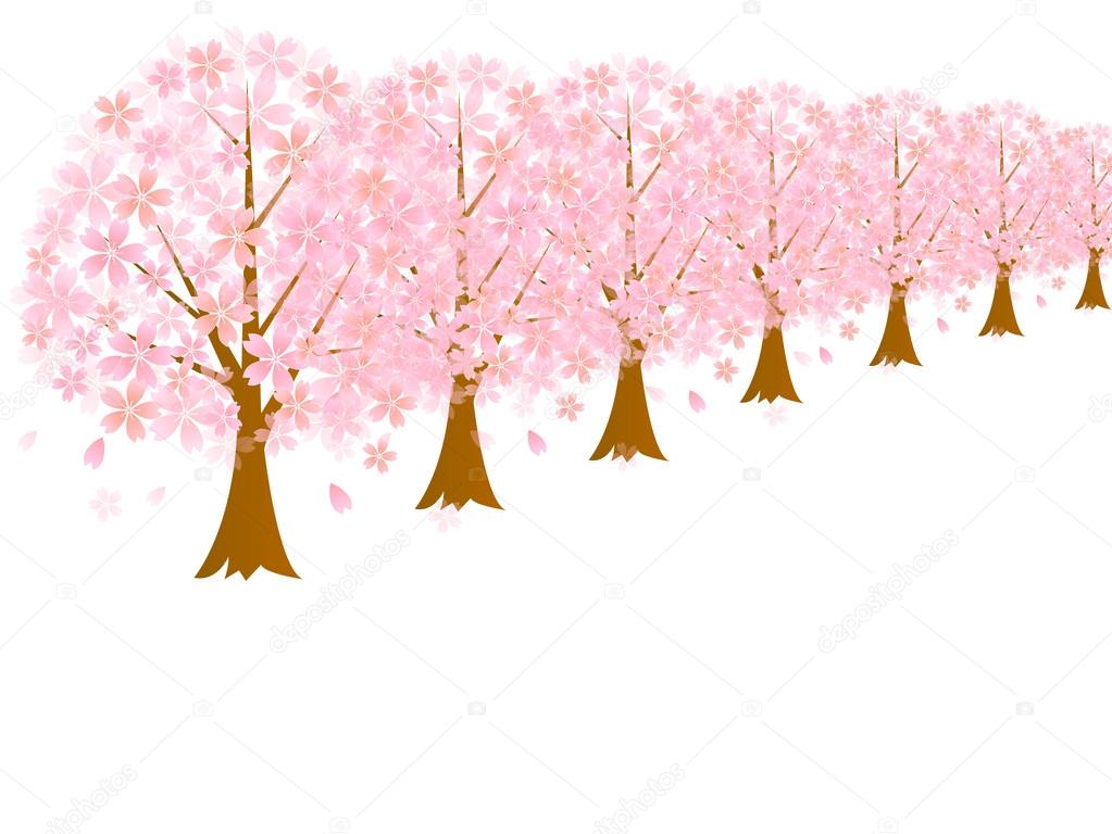 Row of cherry blossom trees cherry background
