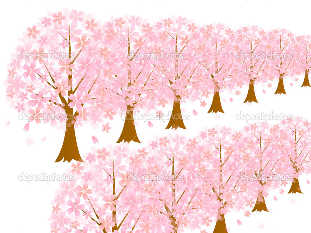 Row of cherry blossom trees cherry background