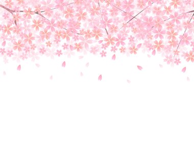Sakura kiraz ağacı arka plan