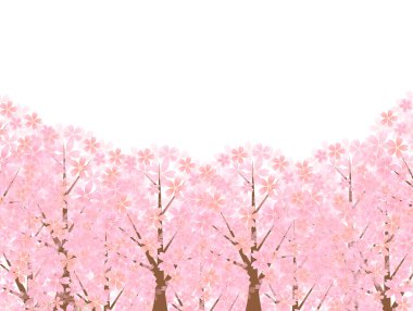 kiraz ağacı kiraz bahar arka plan