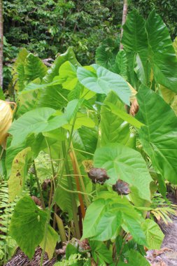 ağaçlar bitkiler orman