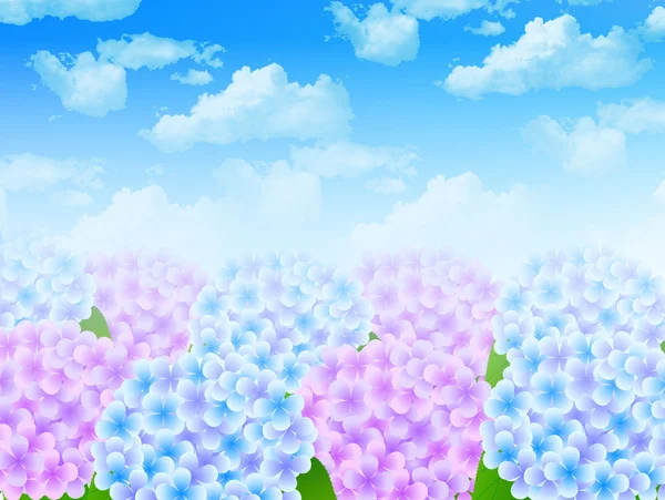 Hydrangea flower background