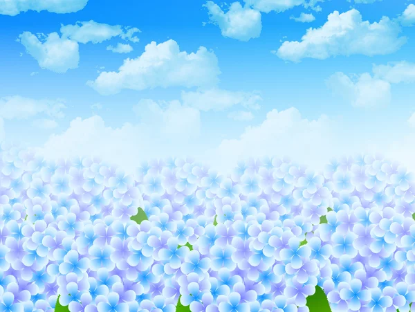 Hydrangea flower background