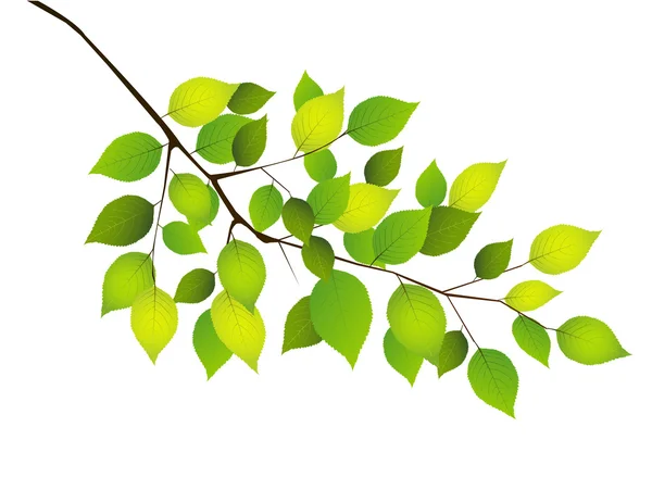 Pflanzliches Blatt Hintergrund — Stockvektor