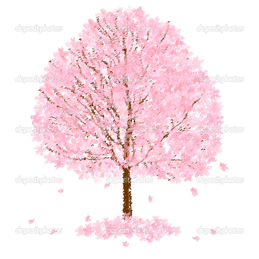 Trees of cherry blossoms