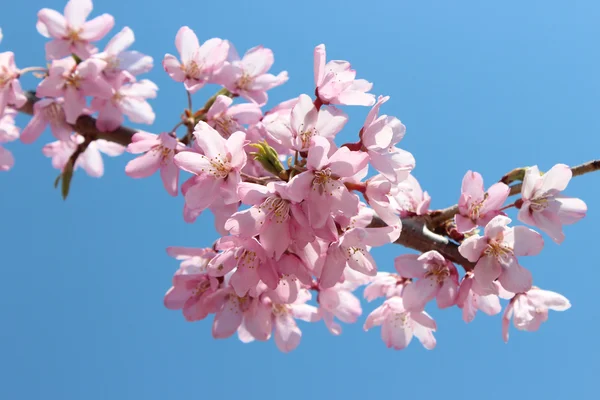 Kirschblütenlandschaft — Stockfoto